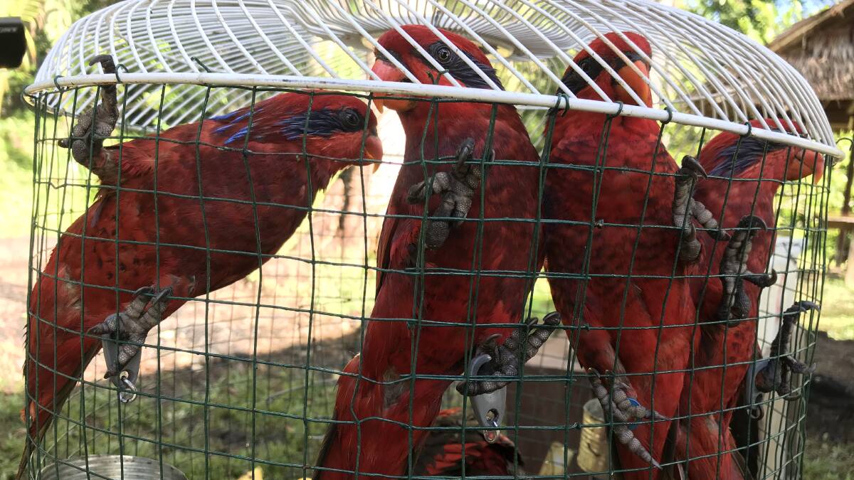 Four confiscated blue streaked lorikeets in Indonesia. Picture supplied