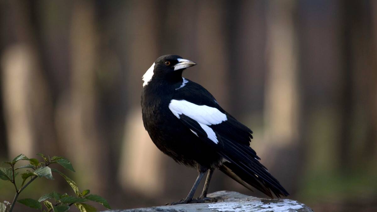 IN A FLAP: Beautiful and intellegent, magpies become territorial around breeding season. Picture: supplied.