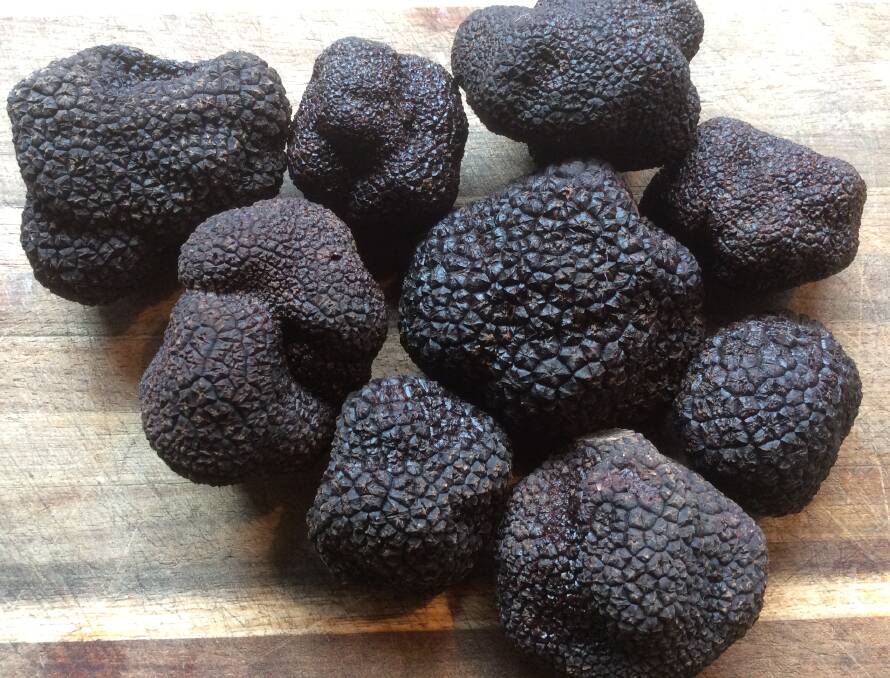 Fresh cleaned truffles.