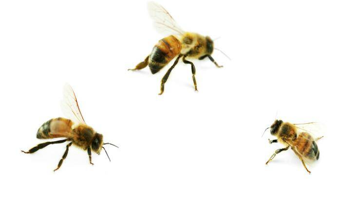 Bees play a key role in pollinating plants.