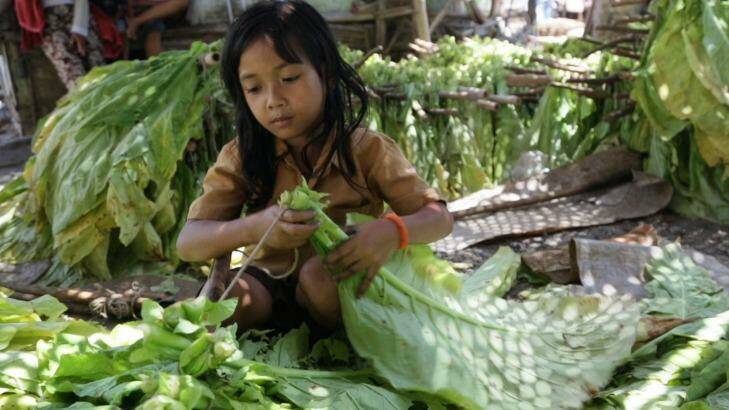 In a bind: A young girl ties tobacco leaves onto sticks to prepare them for curing in East Lombok, West Nusa Tenggara. Photo: HRW