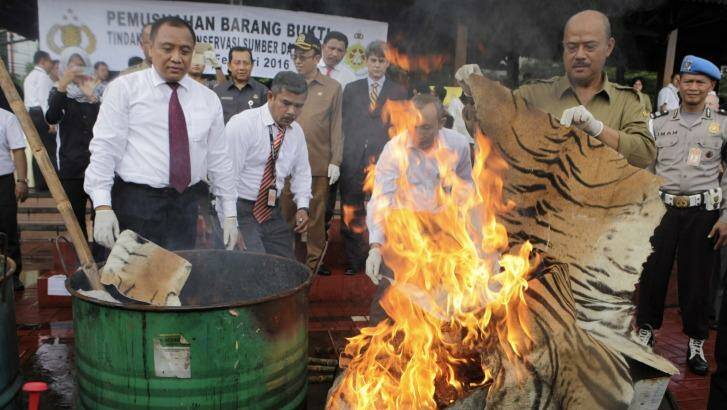 Indonesian officials burn products made from the illegal poaching of tigers and other protected animals in Jakarta last week.

  Photo: Irwin Fedriansyah