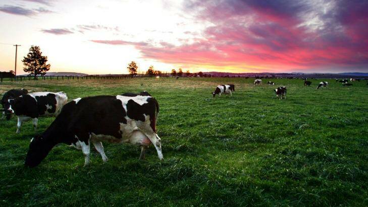 The dairy sector is looking attractive thanks to the China free trade agreement. Photo: Kitty Hill