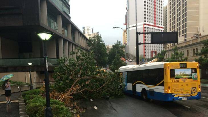 A fallen tree obscures the off ramp from Turbot Street. Photo: Cameron Atfield