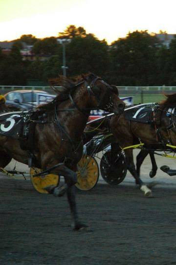 No more: Bathurst Showgrounds will host it's final harness racing meeting today.