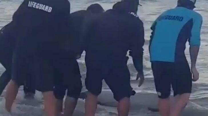 Bondi Rescue lifeguards tried to return the injured dolphin to the water. Photo: Instagram@lifeguardhoppo