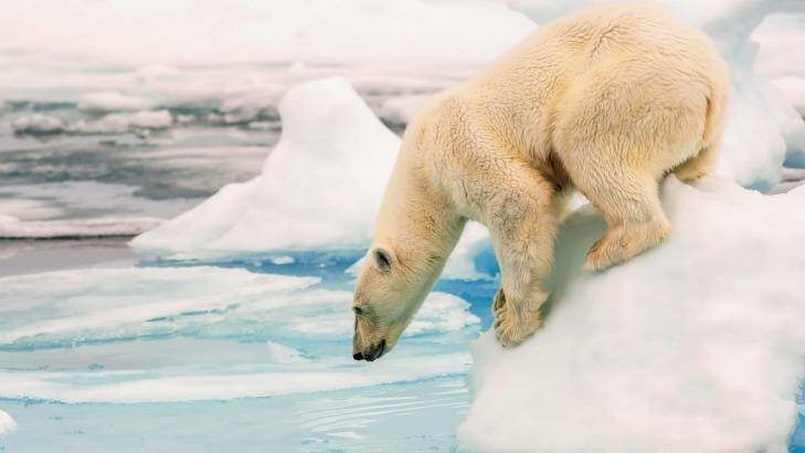 A polar bear prepares to dive in. Photo: Supplied