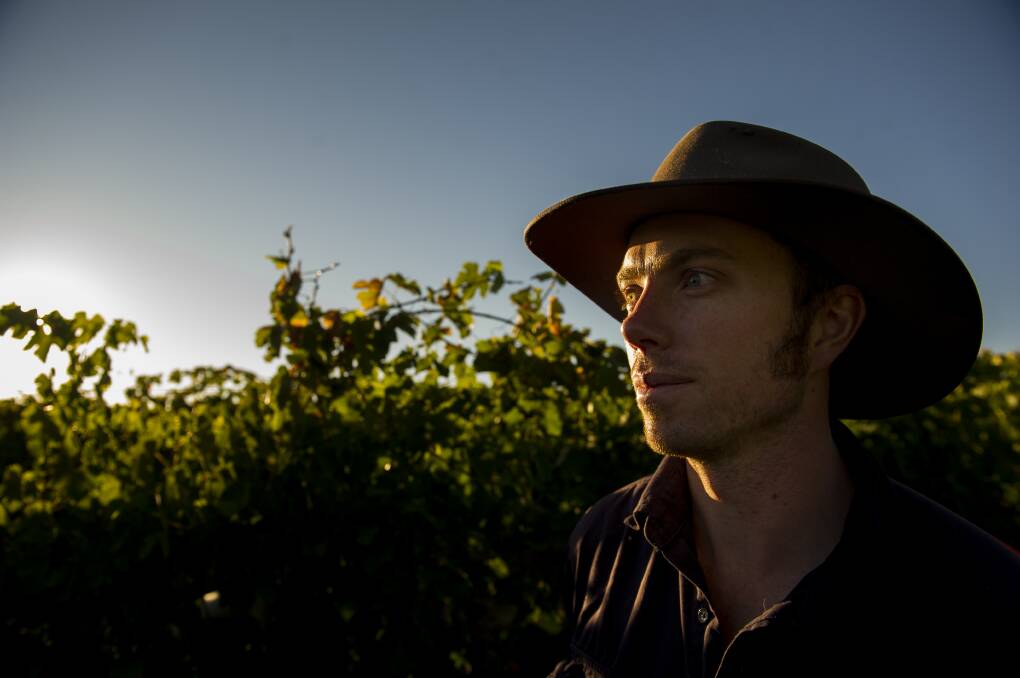 Vineyard Manager John Collingwood during harvest time in March this year at Four Winds Vineyard. Fairfax image