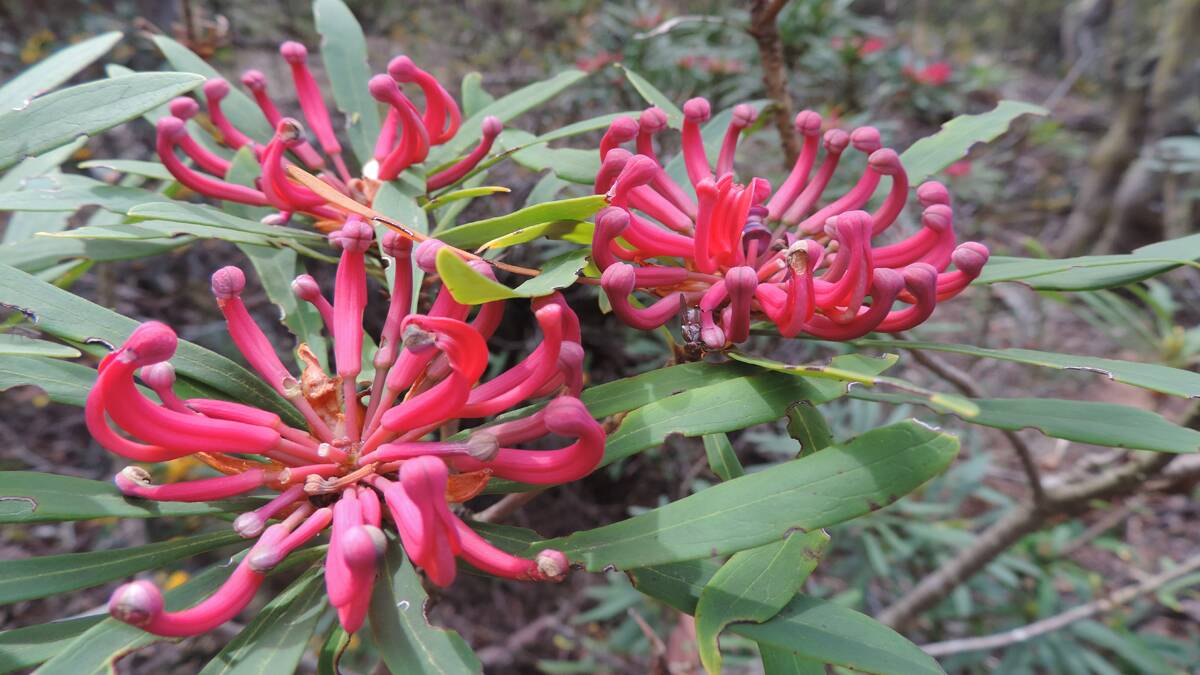 Who Knew? Local waratah a remedy for disempowerment. No wonder Braidwood is such a force to be reckoned with!
