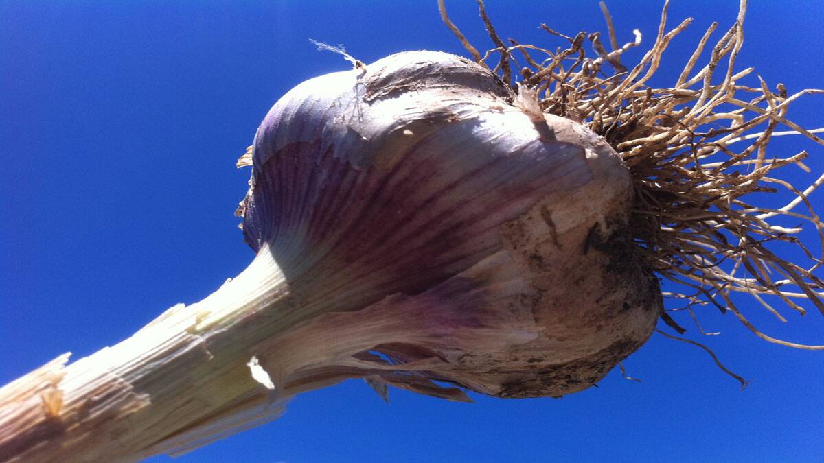 Let’s grow more garlic