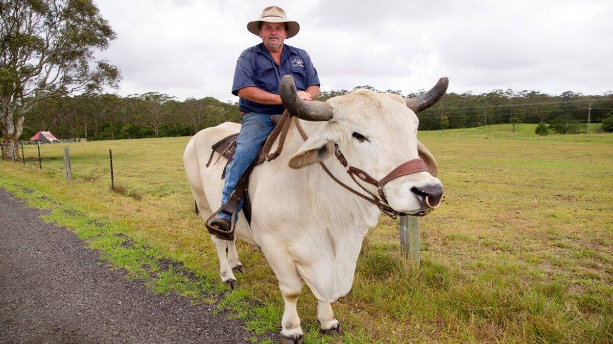 The Braidwood Show on 7 March is delighted to feature Charlie, and his understudy, Harley, the Brahman bullocks from Falls Creek, NSW.    