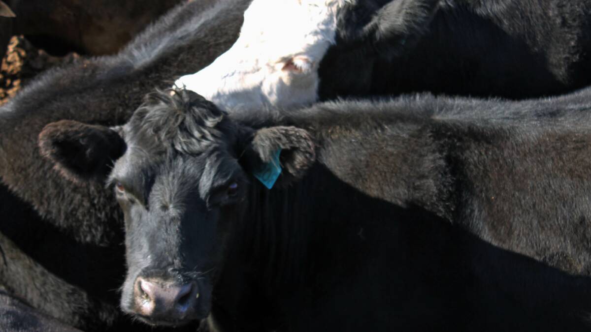 Cattle Sale Market Report 