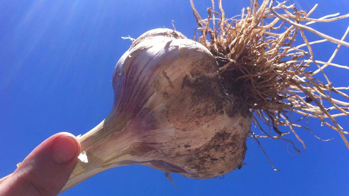 Growth in the Braidwood Garlic Growers