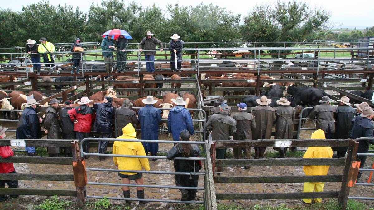 Braidwood Cattle Sale - Market Report