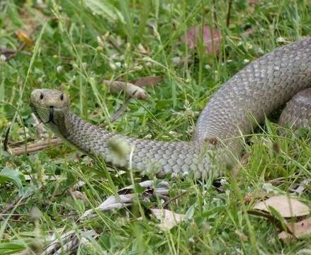 An Eastern Brown Snake. Photo: supplied.