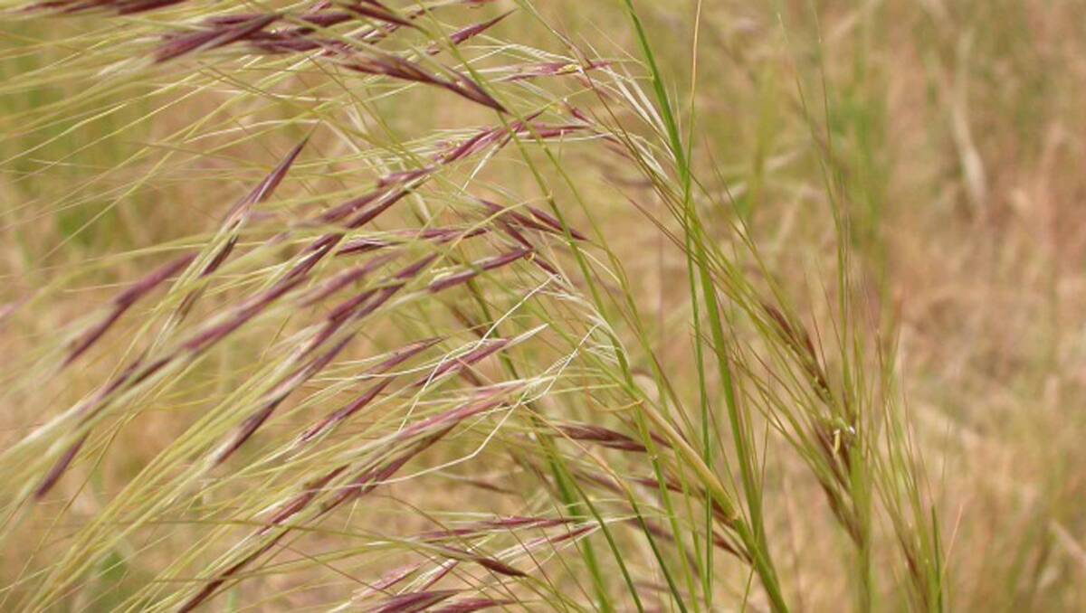 Chilean needle grass 
