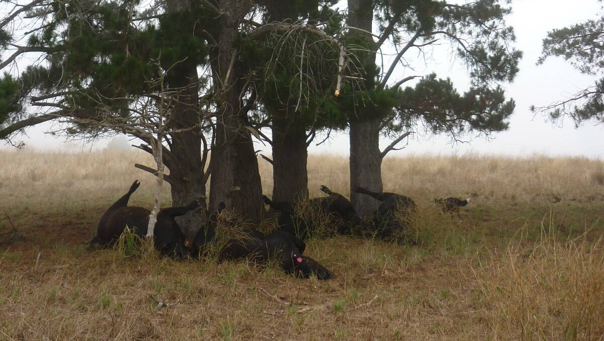 The cluster of trees provided no protection for four unlucky steers.