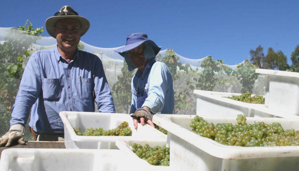 Tim Gurling with John McGrath (at right) who has been picking at Half Moon since 2005, with the Sauvignon Blanc grapes.