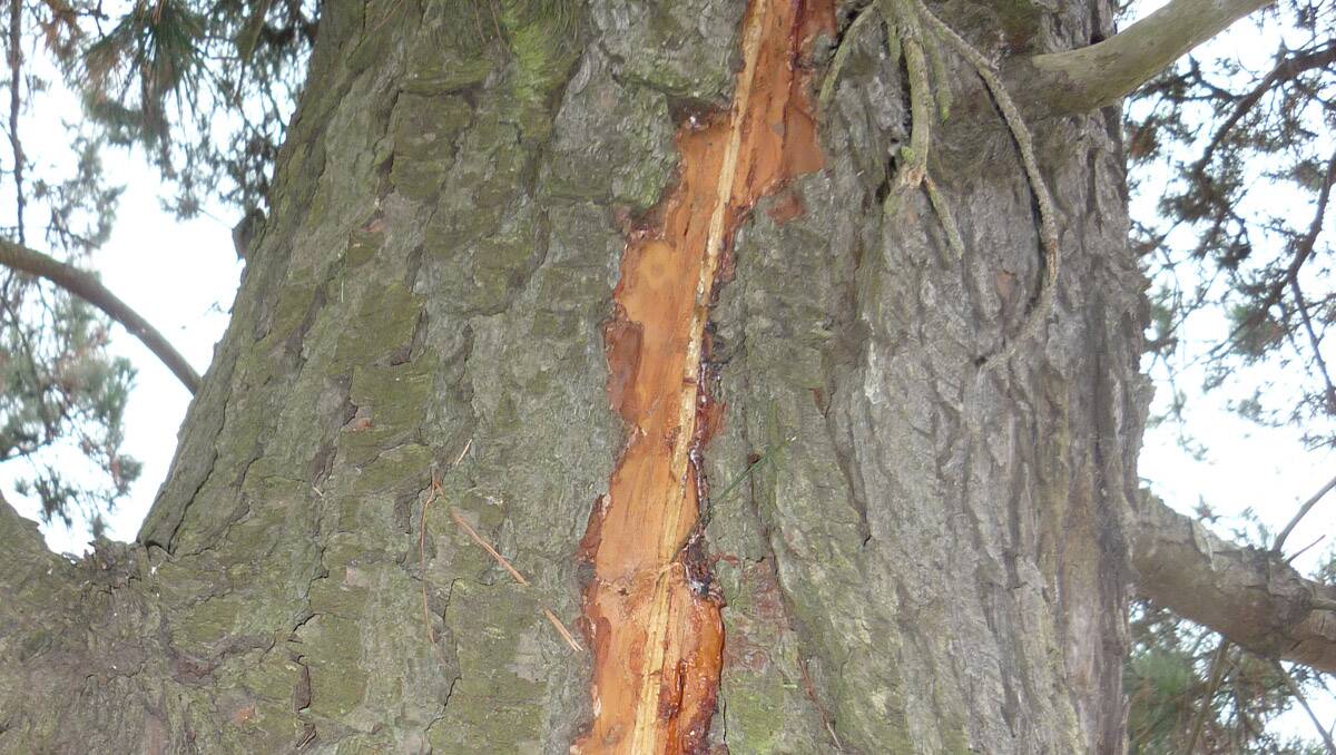 The lightning scar left on the tree.