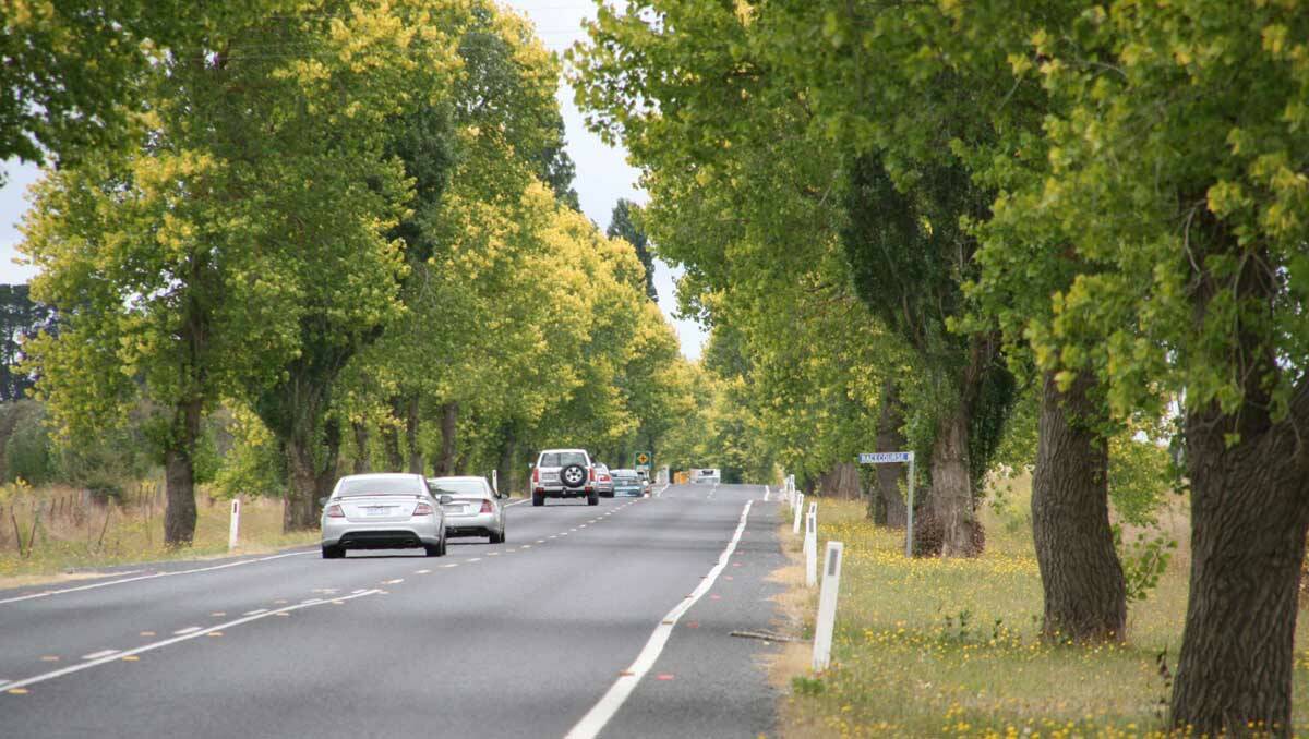 Braidwood's Heritage Listed Golden Poplar avenue.