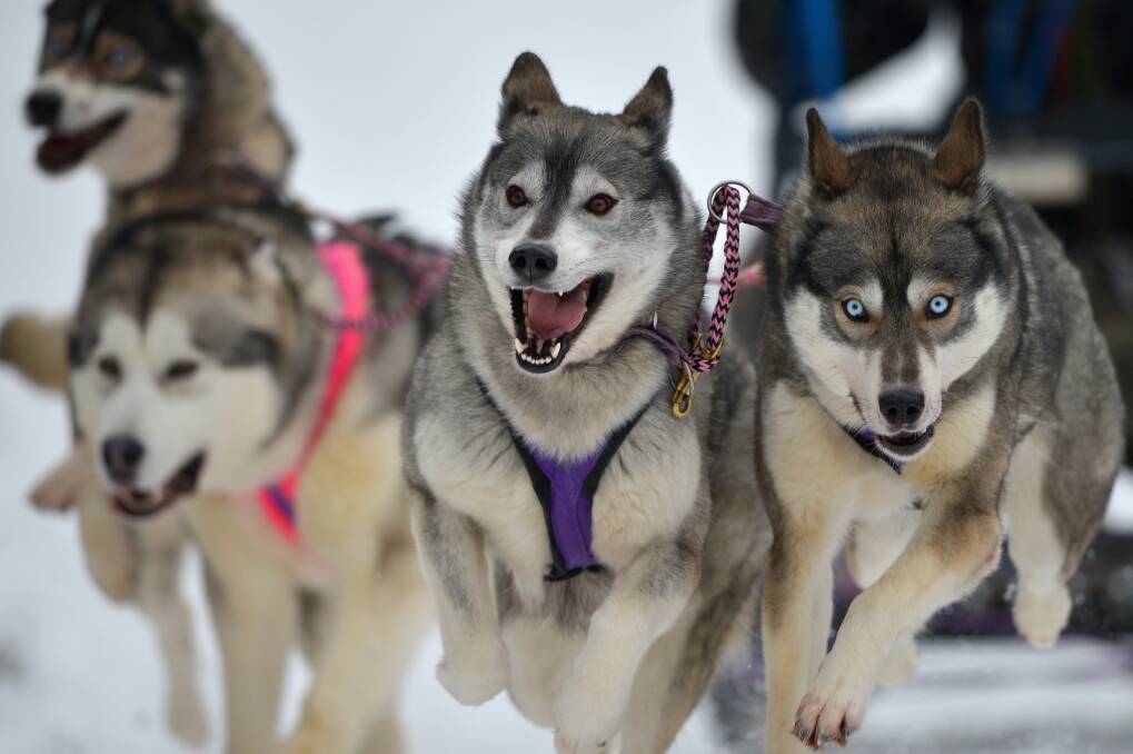Huskies pull a sledge in a forest courses during practice for the Aviemore Sled Dog Rally in Feshiebridge, Scotland. Photo by Jeff J Mitchell/Getty Images