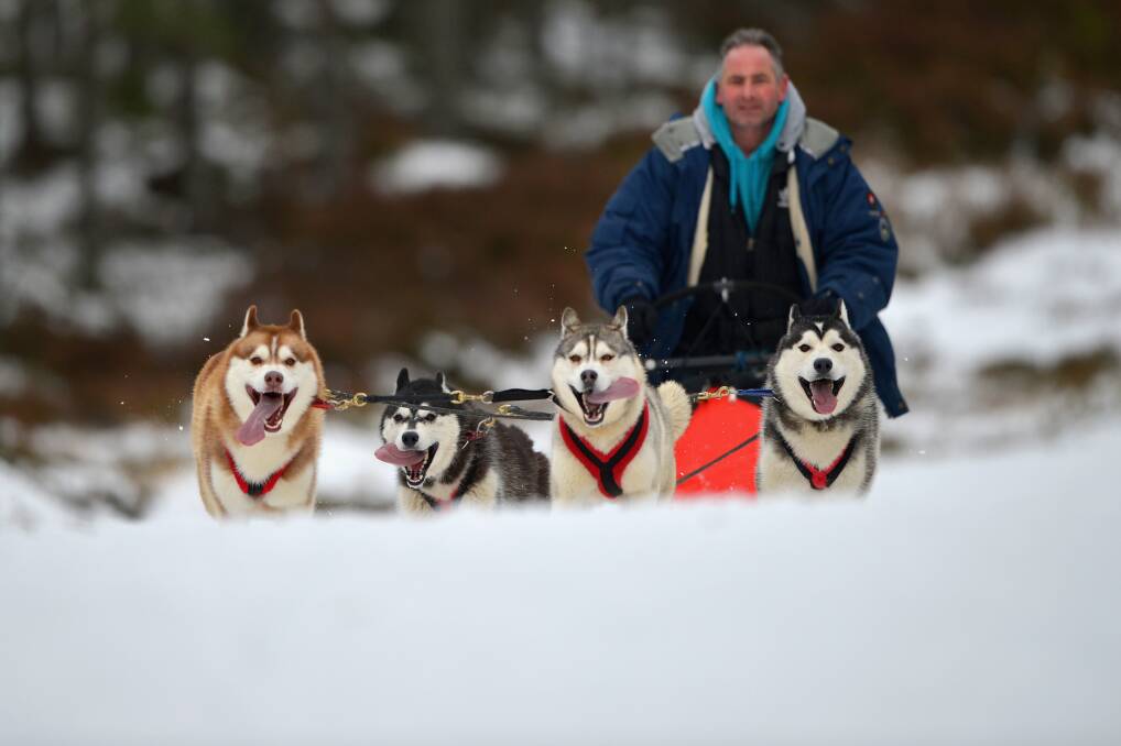 A man rides a sled pulled by huskies in a forest course during practice for the Aviemore Sled Dog Rally in Feshiebridge, Scotland. Photo by Jeff J Mitchell/Getty Images