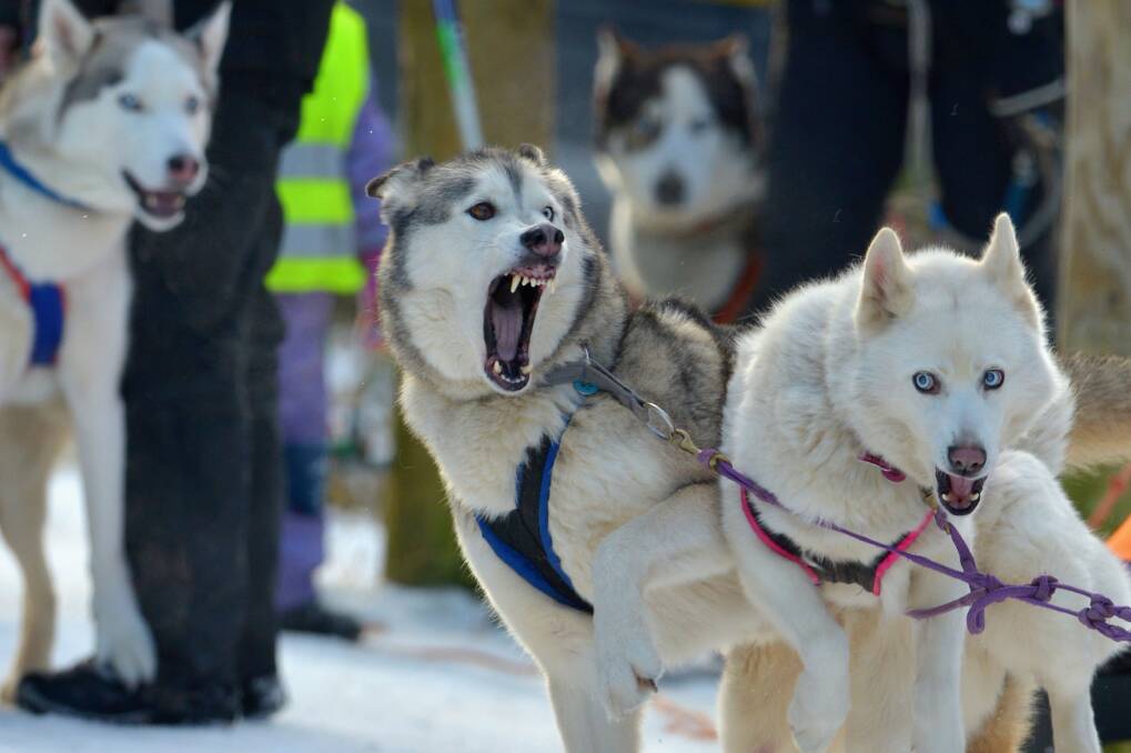 Sledders and their huskies gather in a forest course during practice for the Aviemore Sled Dog Rally in Feshiebridge, Scotland. Photo by Jeff J Mitchell/Getty Images