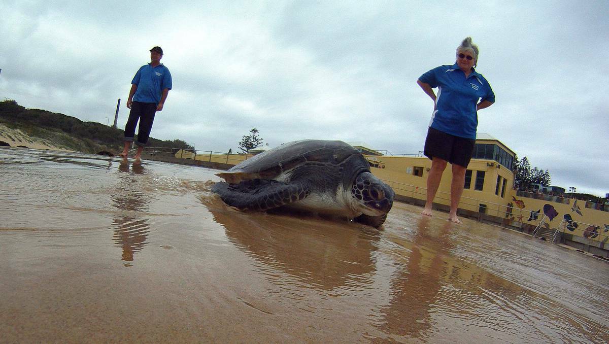 Australian Seabird Rescue volunteers release Hooka into the ocean. Pictures: ANDY ZAKELI