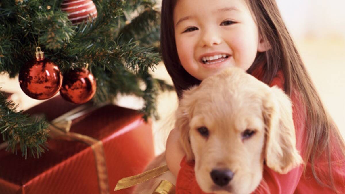 Are you buying a pet this Christmas? Log onto www.connectpink.com.au to have your say.