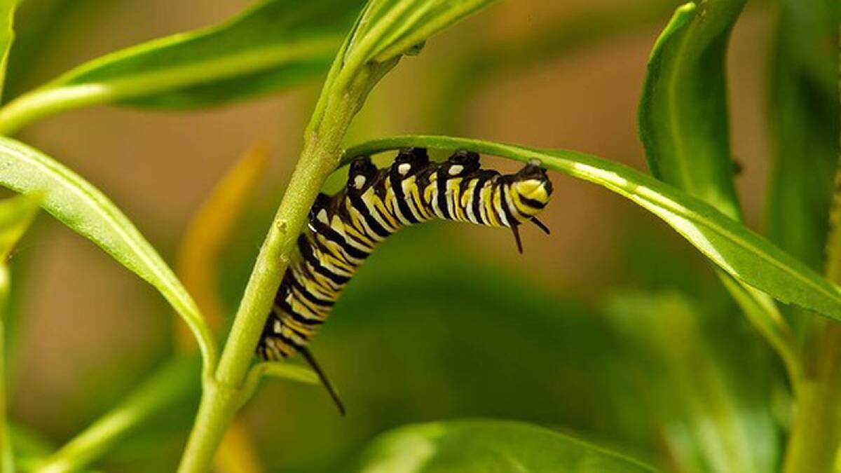 Wanderer Caterpillar. Photo: Wayne Taylor