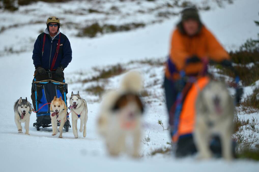 A man rides a sled pulled by huskies in a forest courses during practice for the Aviemore Sled Dog Rally in Feshiebridge, Scotland. Photo by Jeff J Mitchell/Getty Images