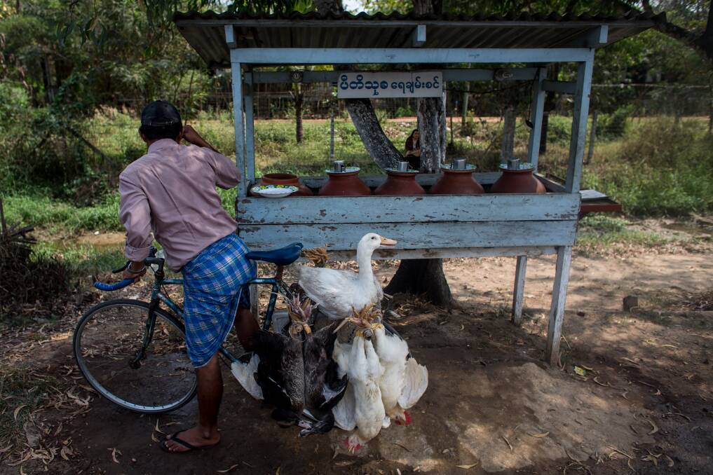 A man carrying live poultry stops at a water station on the side of the road in South Dagon township on February 13, 2013 in Yangon, Burma. Photo: Chris McGrath/Getty Images