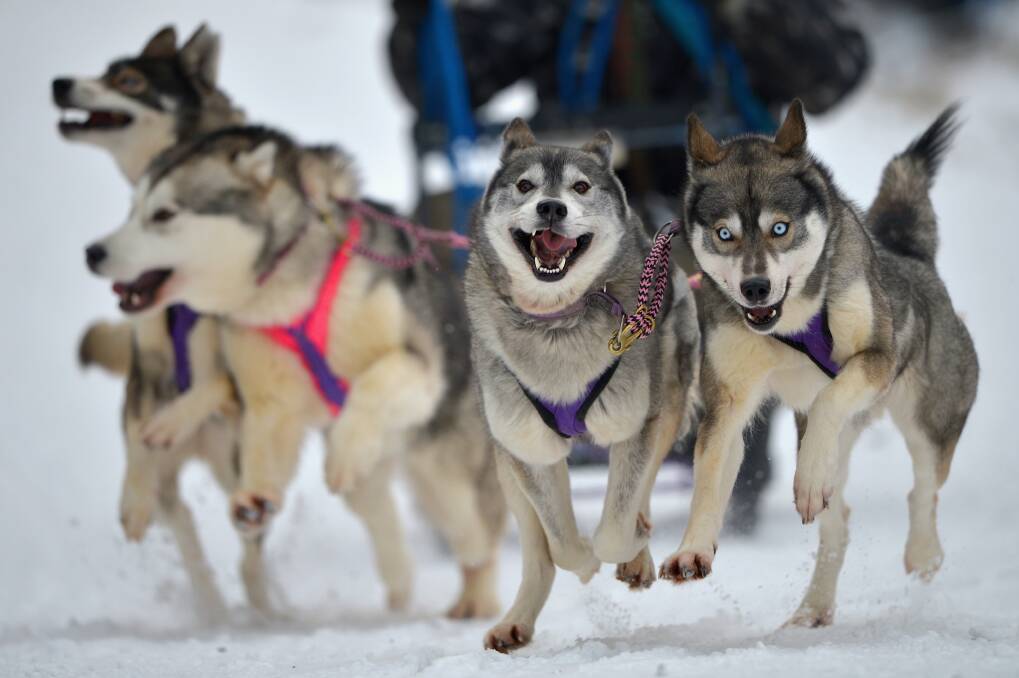 Huskies pull a sledge in a forest course during practice for the Aviemore Sled Dog Rally in Feshiebridge, Scotland. Photo by Jeff J Mitchell/Getty Images