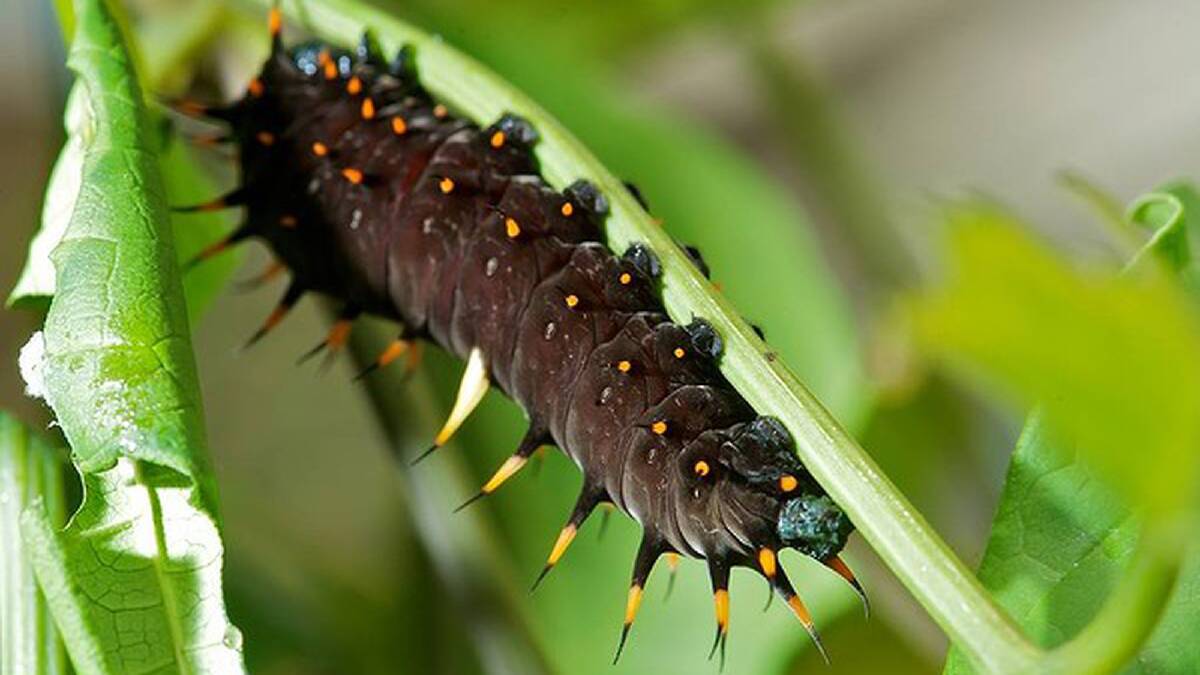 A Cairns Birdwing caterpillar. Photo: Wayne Taylor