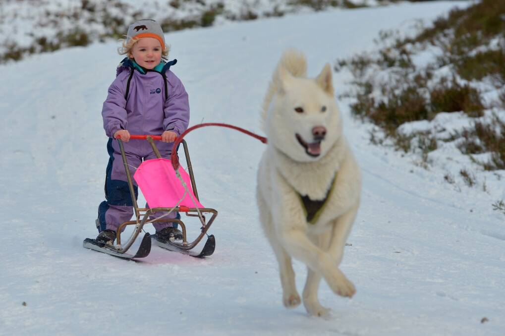 Ella Sugars aged three years old from Kinloss, enjoys a ride on a sled pulled by a husky during practice for the Aviemore Sled Dog Rally in Feshiebridge, Scotland. Photo by Jeff J Mitchell/Getty Images