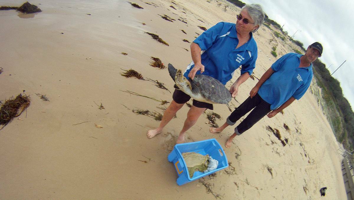 Australian Seabird Rescue volunteers release Hooka into the ocean. Pictures: ANDY ZAKELI