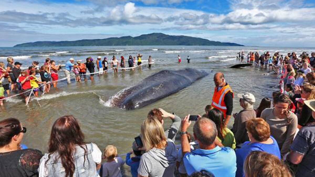 BEACHED: A whale washed up on Paraparaumu Beach outside the Kapiti Boating Club this morning. Photo: PHIL REID