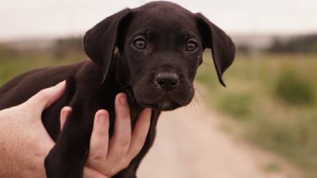 Apollo was found with a litter of puppies on the side of a road in a box. Photo: Petbarn Foundation.