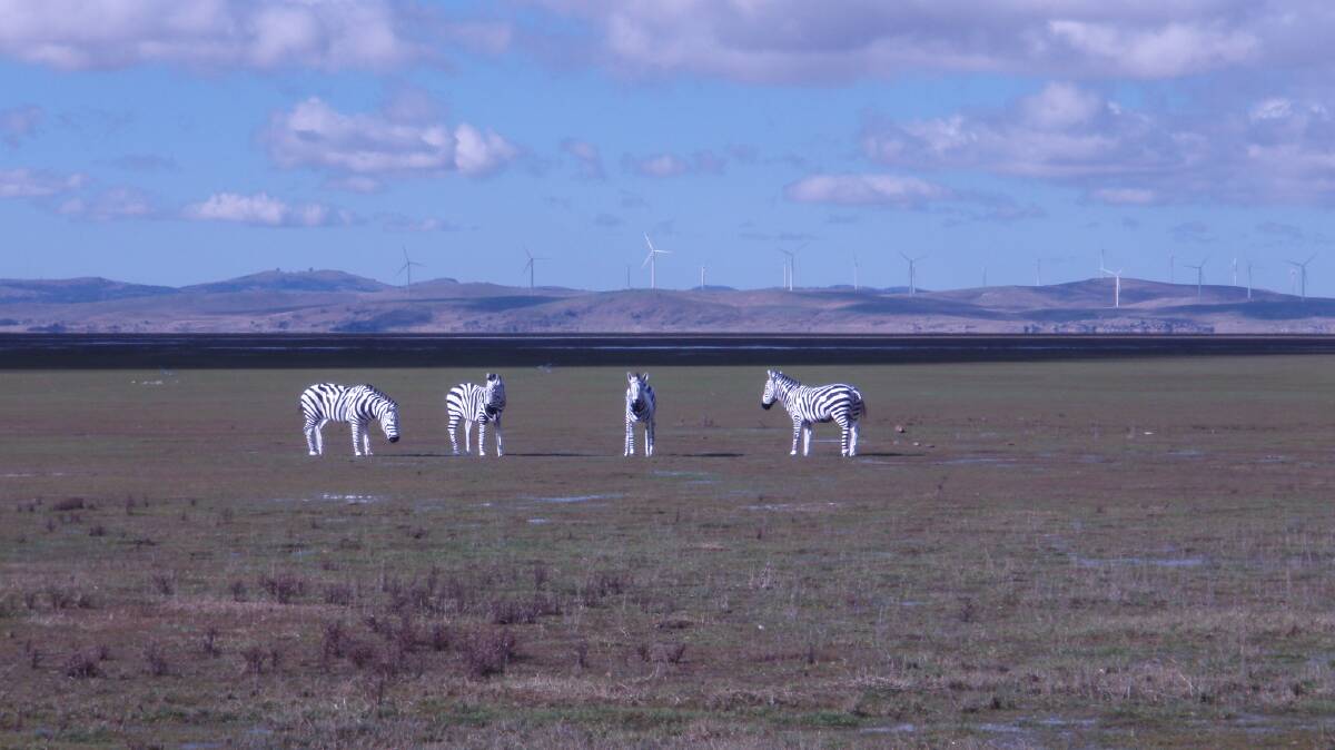 Zebra sculptures, by sculptor Alan Aston, on the floor of the mostly dry lake in 2010. Picture by Brad Pillans