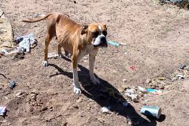 Rosie the boxer was heavily pregnant and severely underweight when RSPCA Victorias Inspectorate seized her. She had been left to starve, unable to reach her water, and tied up in an open yard with no shelter. Picture supplied
