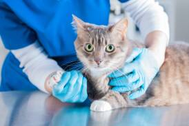A cat being examined by a vet. Picture from Shutterstock. 