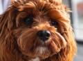 New data shows the Cavoodle was Australia's most popular breed in 2023. Picture by Shutterstock