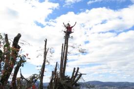 FLYING THE FLAG: The macrocarpa stump was destined for life as a treehouse complete with flagpole.