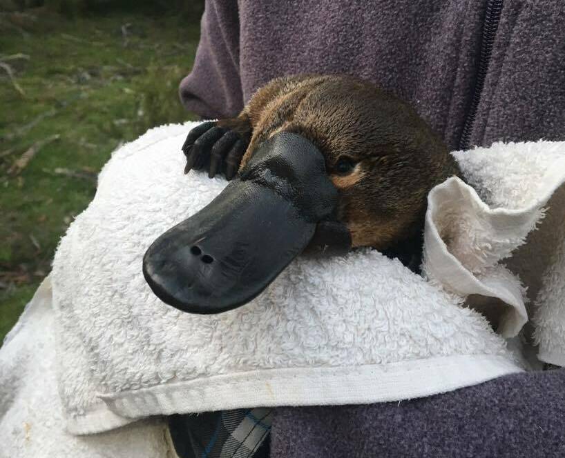 Shoalhaven River platypus population under threat