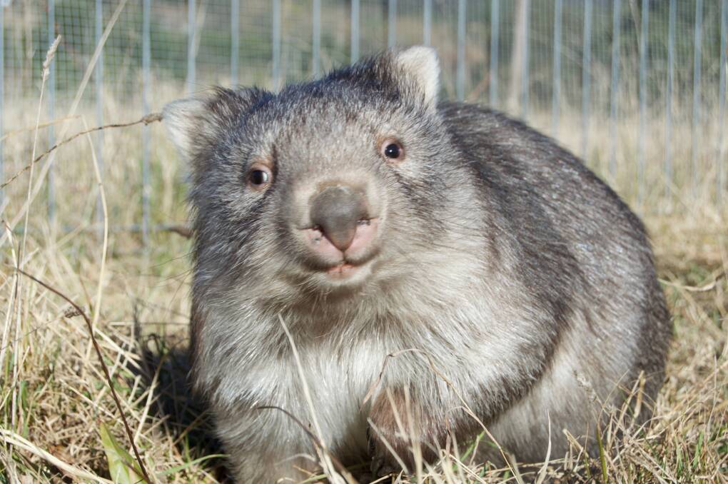 RESCUE: A happy wombat at the sanctuary in Braidwood. Photo: supplied