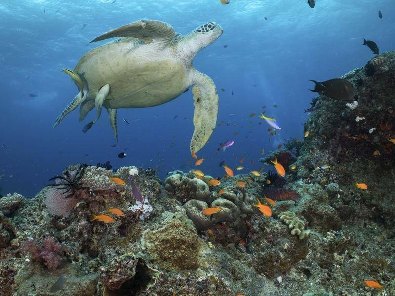 BACK FROM BLEACHING: A green turtle swims over the Ribbon Reef No 10 near Cairns, Queensland on January 16, 2019. Picture: Great Barrier Reef Marine Park Authority