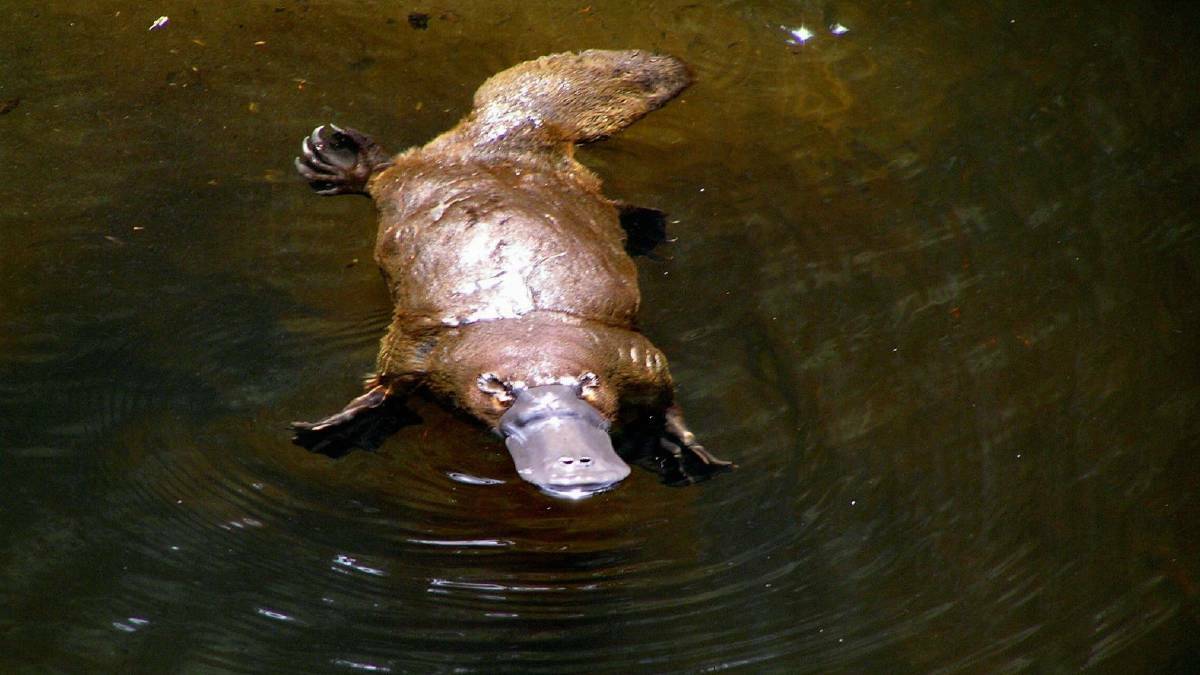 Platypus heading for troubled waters