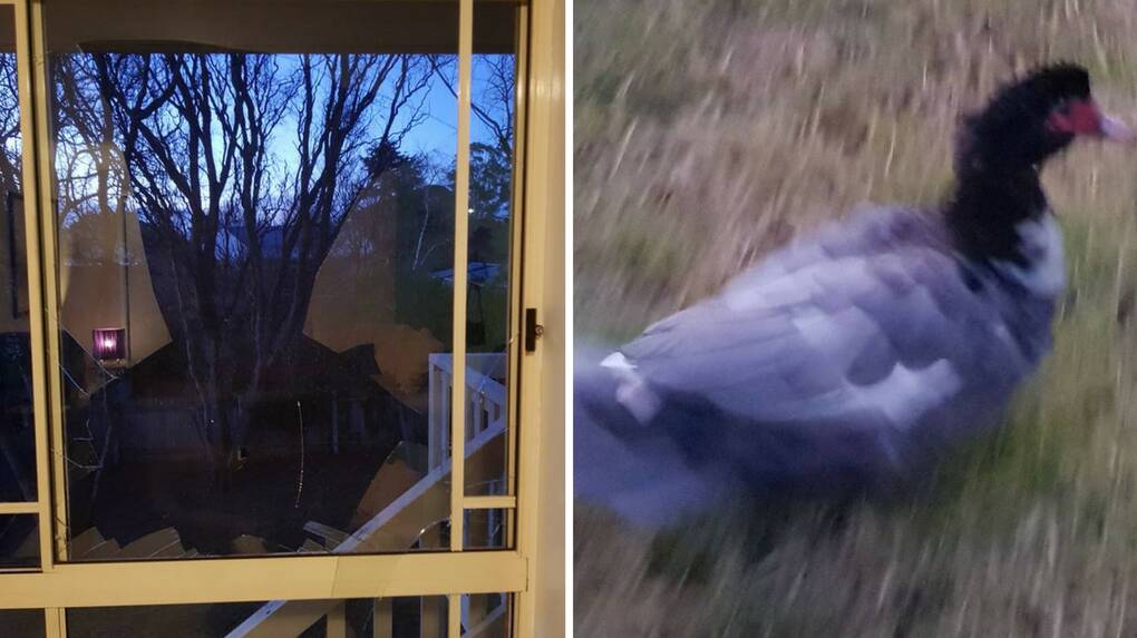 FLYING FELON: Daphne the Muscovy duck on the run after breaking a window (left) in the full force of flight. Photos: supplied
