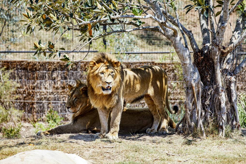 Catch the Big 5 on safari ... without leaving Australia