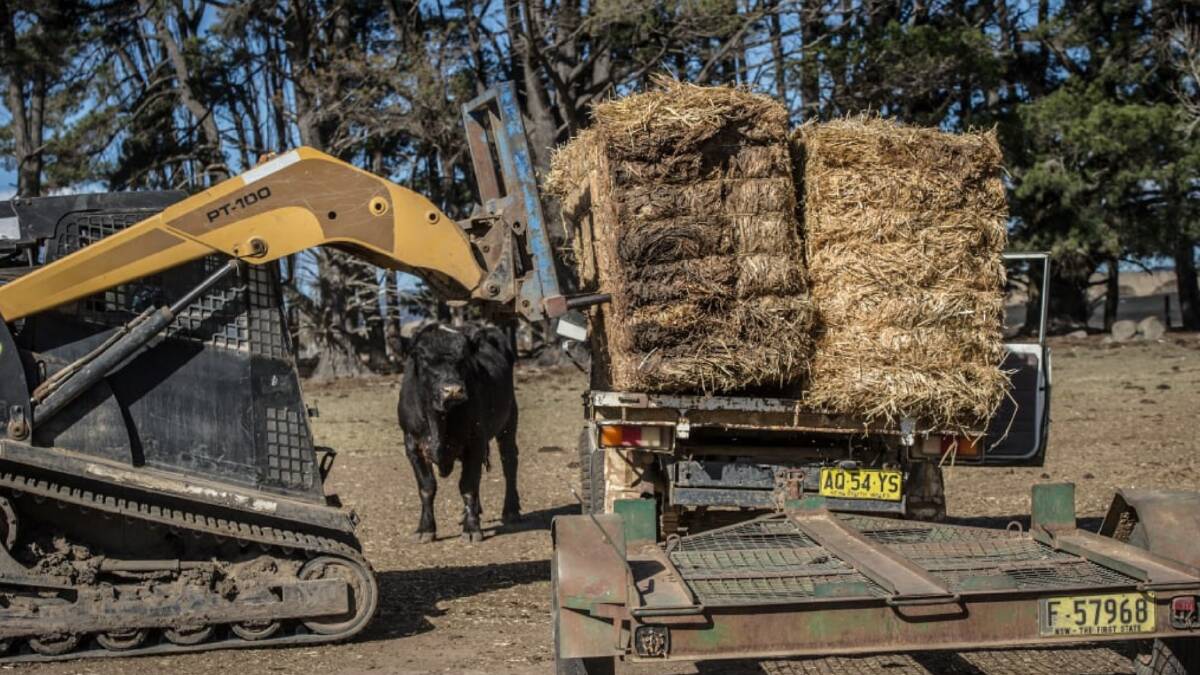 A bull watches on as farmer Mark Horan loads the trailer with hay from Victoria. Photo: Karleen Minney